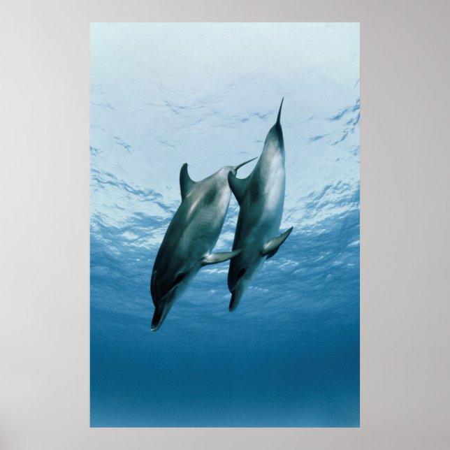 Delfinernas par poster (Framsidan)