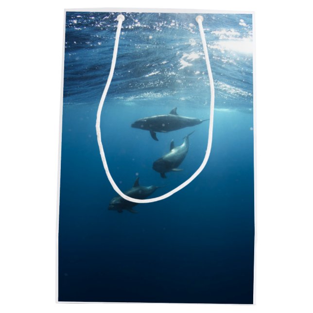 Delfinfamilj (Baksidan)