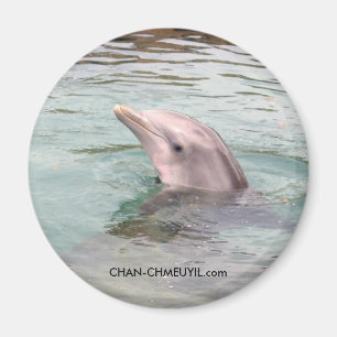Delfinmagnet Magnet