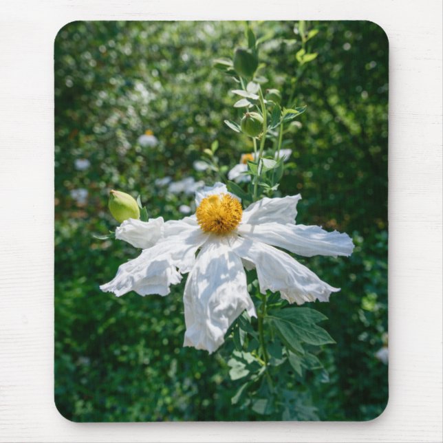 Delicate Bloom of Forest Light Musmatta (Framsidan)