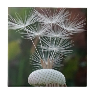 Delicate Dandelion Seeds Kakelplatta