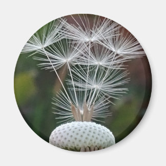 Delicate Dandelion Seeds Magnet