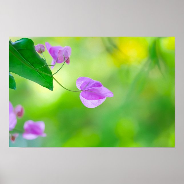 Delicate Purple Bougainvillea Poster (Framsidan)