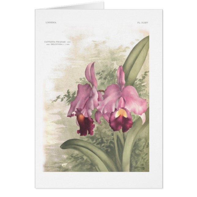 Deliciosa för Cattleta trianaevar Hälsningskort (Framsidan)