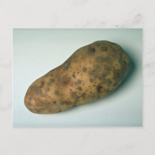 Delicious Potato Vykort