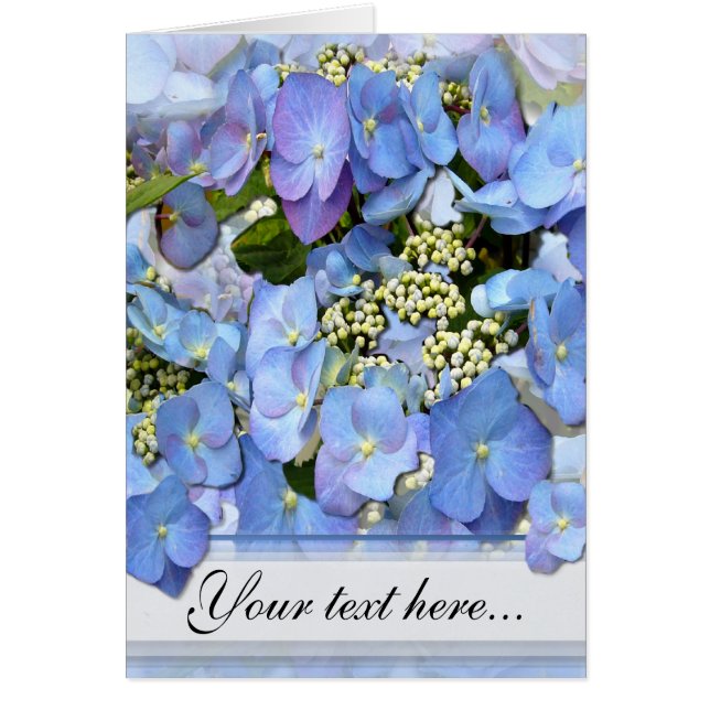 Delikat Blue Lacecap Hydrangea Hälsningskort (Framsidan)