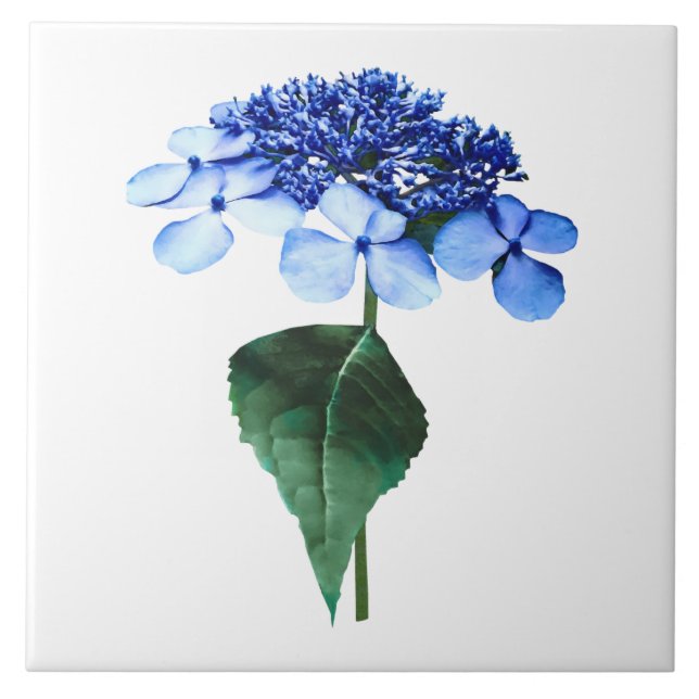 Delikat Blue Lacecap Hydrangea Kakelplatta (Framsidan)
