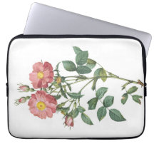 Delikat botanisk illustration av Rosa ros