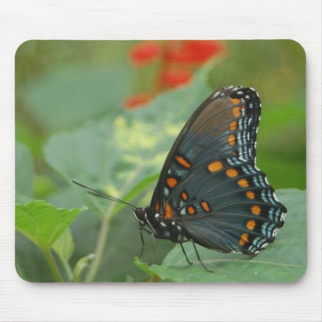 Delikat Butterfly Musmatta (Framsidan)