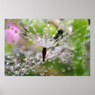 Delikat Dandelion-Abstrakt Poster