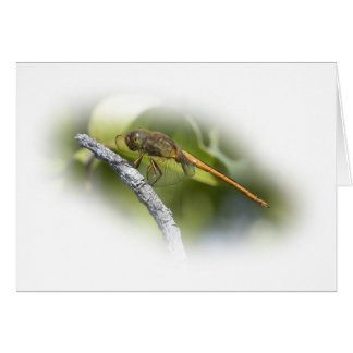 Delikat Dragonfly Hälsningskort