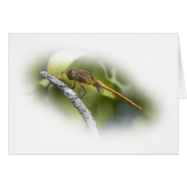Delikat Dragonfly Hälsningskort (Framsidan Horizontal)