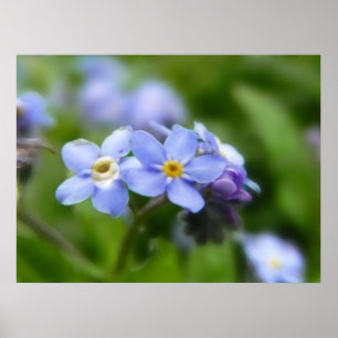 Delikat glöm mig inte blommor poster
