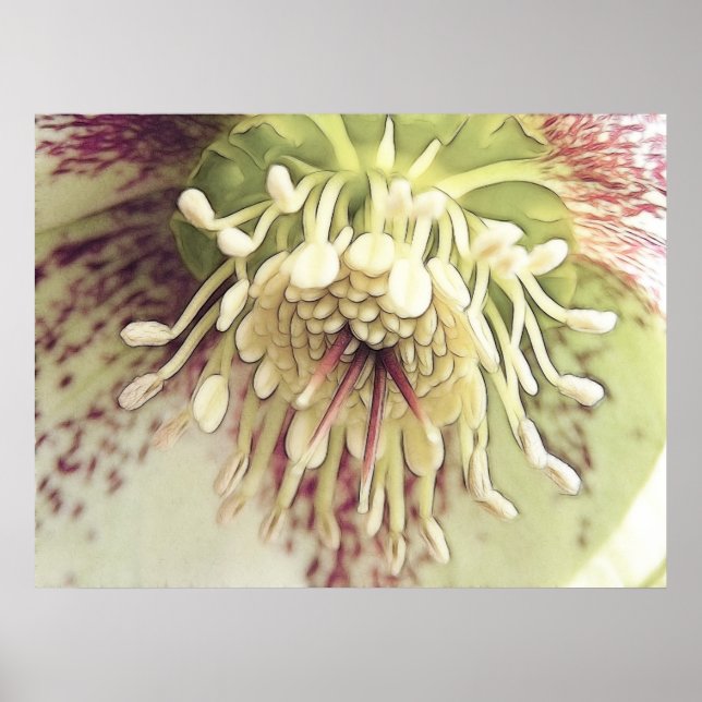 Delikat Hellebore-Blommar Poster (Framsidan)