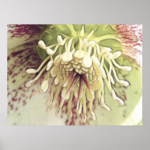Delikat Helleboreblommar Poster