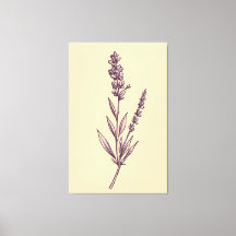 Delikat Lavender Sprig på Cream BackDrop