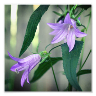 Delikat Lila Lily Flowers 8x8 Fototryck