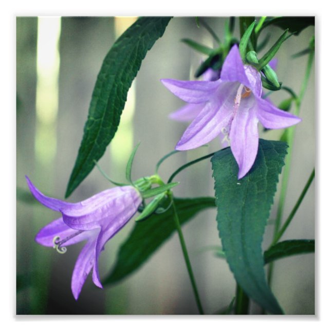 Delikat Lila Lily Flowers 8x8 Fototryck (Framsidan)
