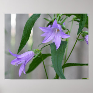 Delikat Lila Lily Flowers Poster