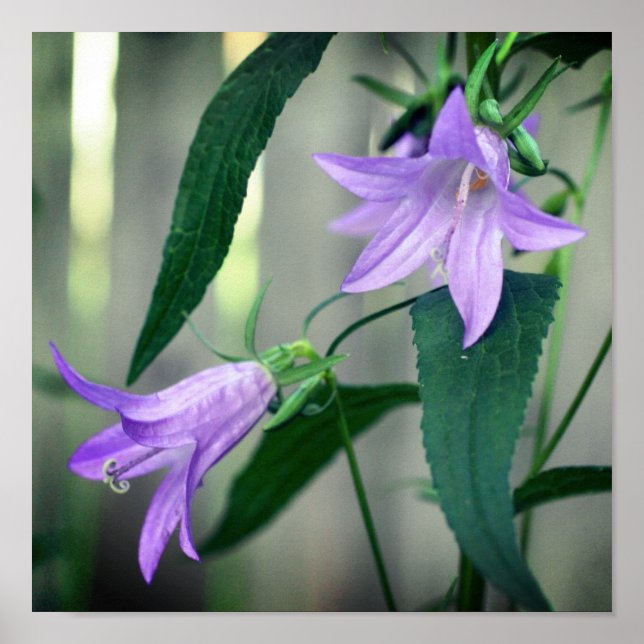 Delikat Lila Lily Flowers Poster (Framsidan)