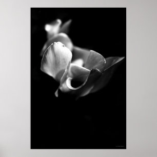 delikat poster