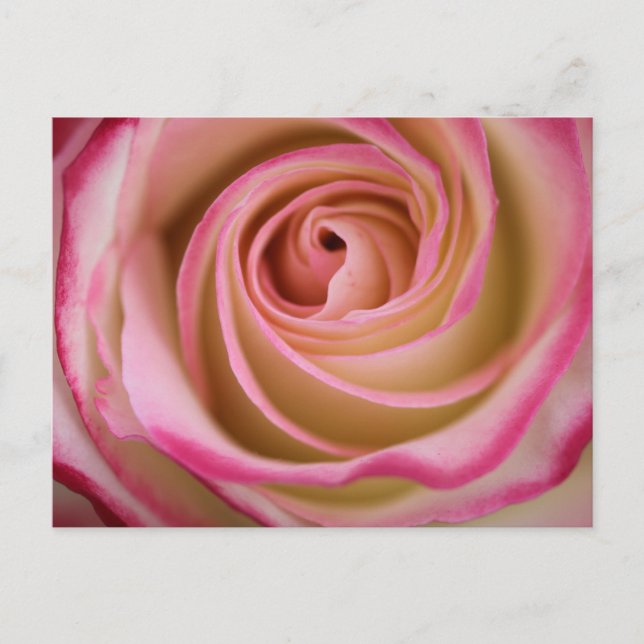 Delikat Ro Petal Spiral Vykort (Framsida)