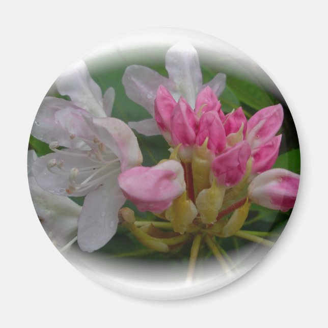 Delikat Rosa Azaleas Magnet (Framsidan)