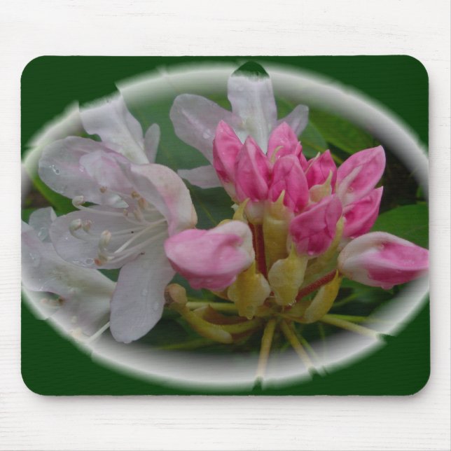 Delikat Rosa Azaleas Musmatta (Framsidan)