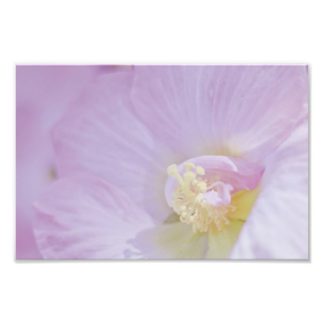 Delikat Rosa Lavender Flower Fototryck (Framsidan)