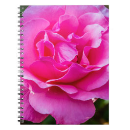 Delikat rosa ros. anteckningsbok