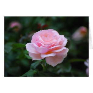 Delikat Rosa ros Hälsningskort