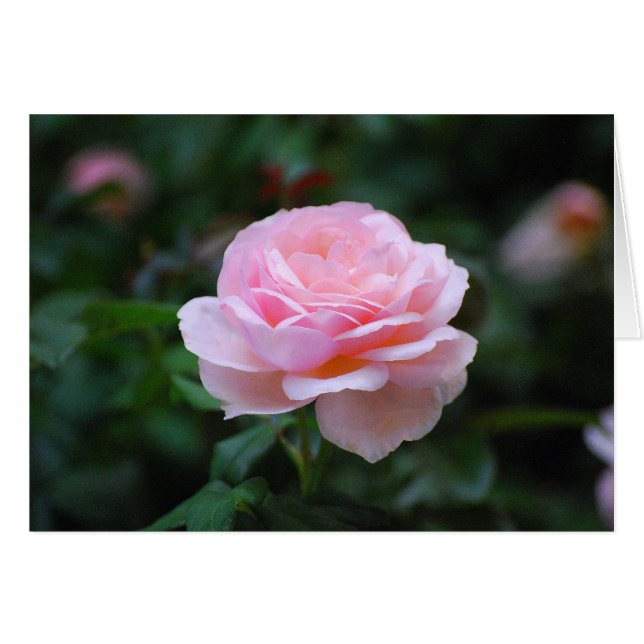 Delikat Rosa ros Hälsningskort (Framsidan Horizontal)