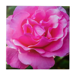 Delikat rosa ros. kakelplatta