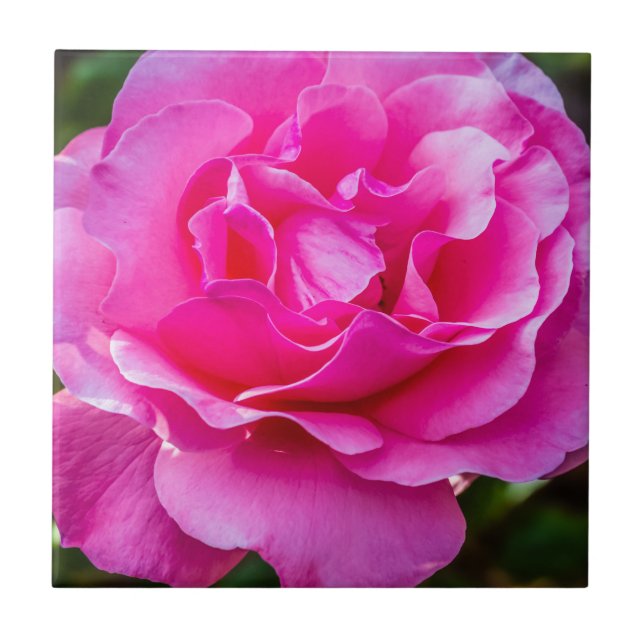 Delikat rosa ros. kakelplatta (Framsidan)