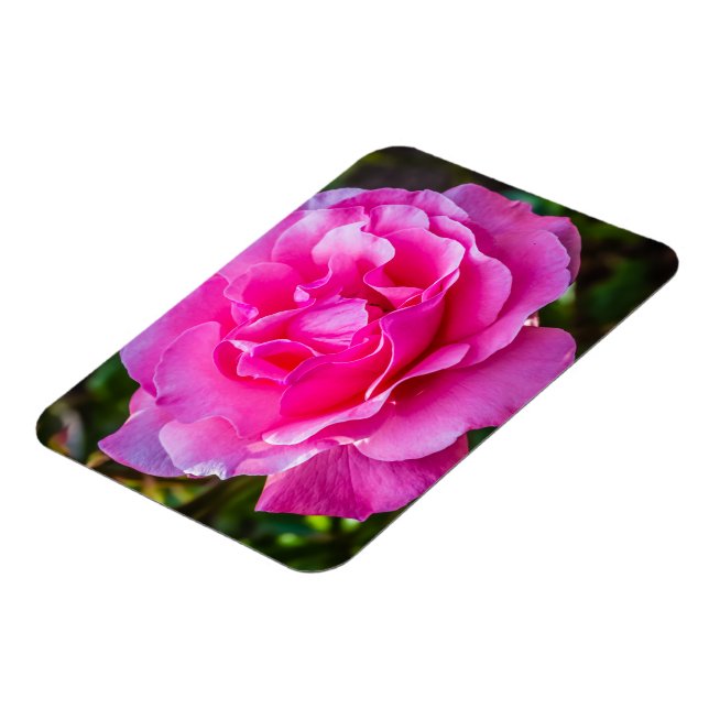 Delikat rosa ros. magnet (Vänstra Sidan)