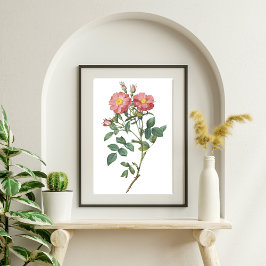 Delikat Rosa ros Poster botaniska illustrationer