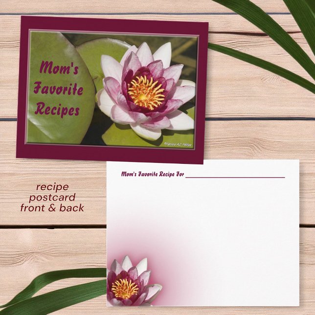 Delikat Rosa Vatten Lily Flower Photo Recipe Vykort (front and back postcard recipe card )