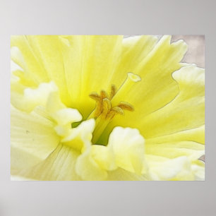 Delikat Vår Daffodil Poster