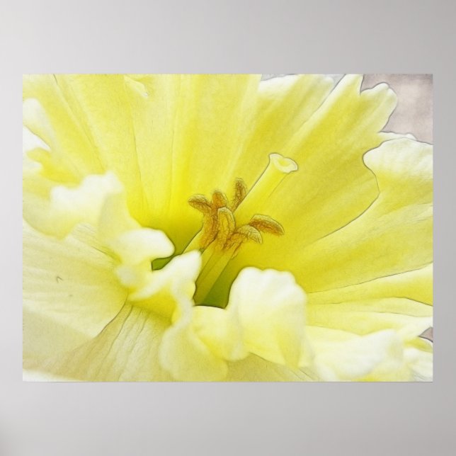 Delikat Vår Daffodil Poster (Framsidan)