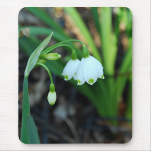 Delikat vitAlleghany Spurge blommor Musmatta