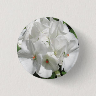 Delikat White Geranium Flower Photo Knapp