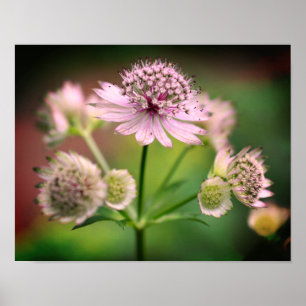 Delikata blommor poster