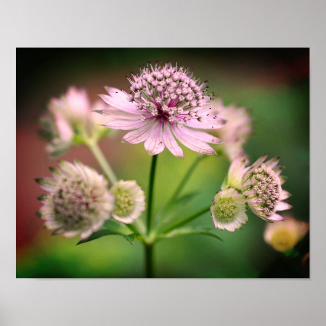 Delikata blommor poster (Framsidan)