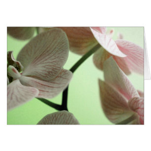 Delikata Orchids Hälsningskort