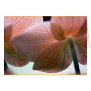 Delikata Orchids Hälsningskort