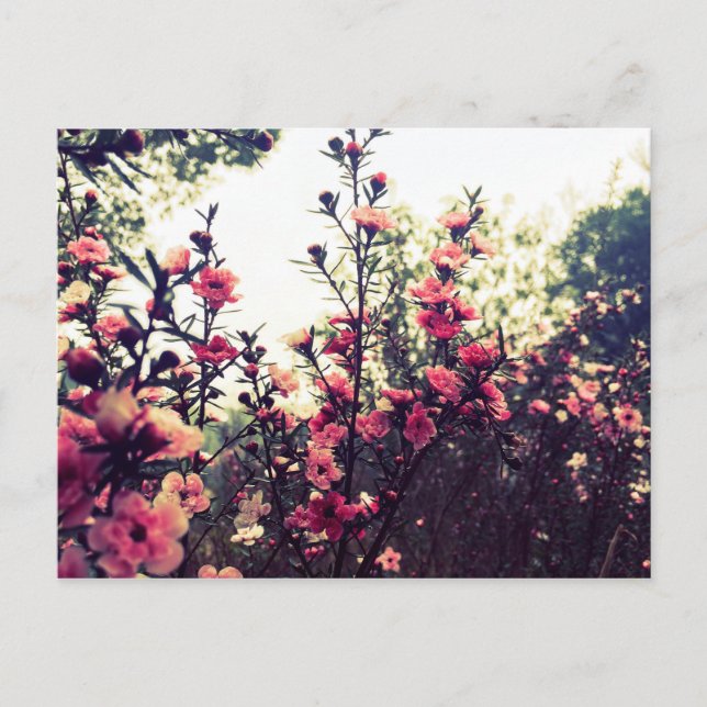 Delikata Rosa Flowers Vykort (Framsida)