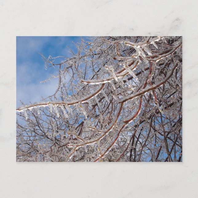 Delmar Loop i december Vykort (Framsida)