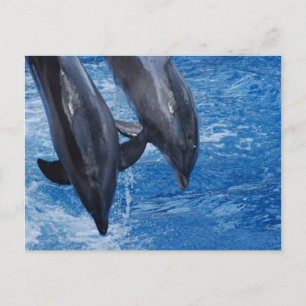 Delphin Show vycard Vykort