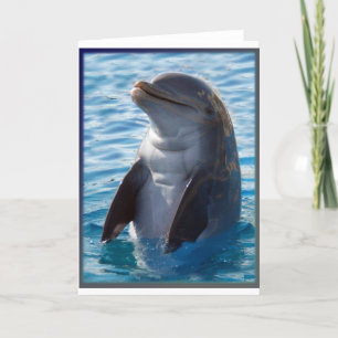 Delphin stand kort