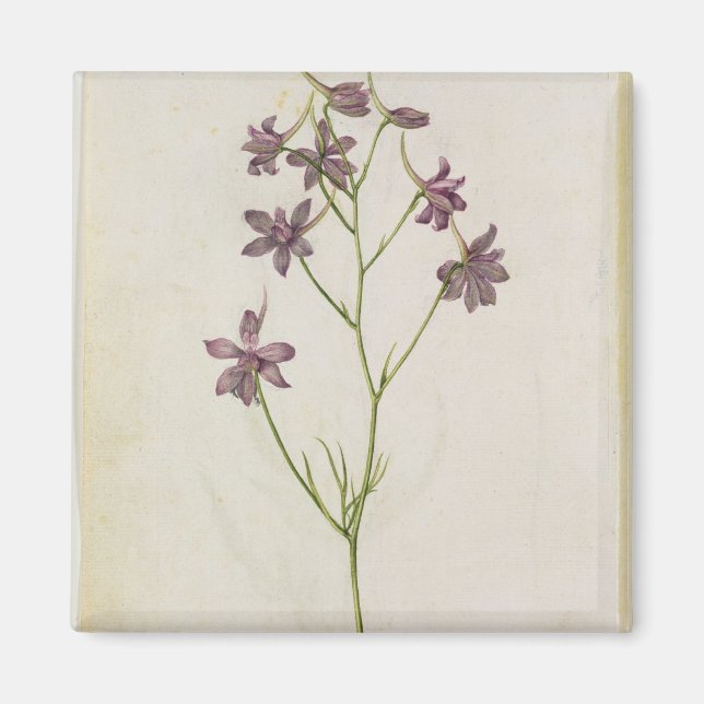 Delphinium ajacis, 1568 magnet (Framsidan)